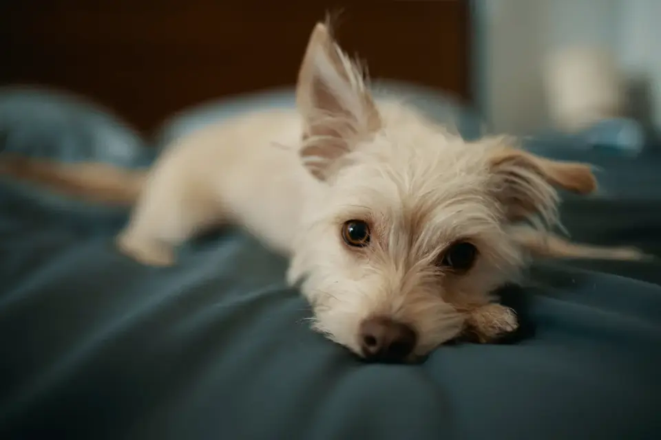 A calm dog resting on a bed in a quiet room