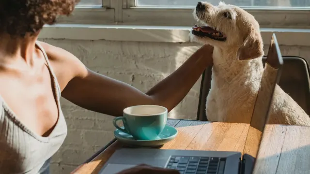 A dog eating from a stainless steel bowl while an owner watches nearby