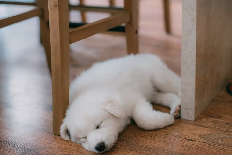 A dog lying calmly on a rug near a window during a storm