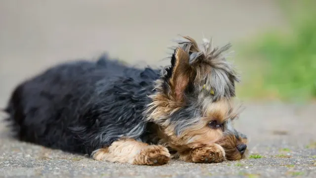 A dog lying low on a rug with a tense, watchful posture