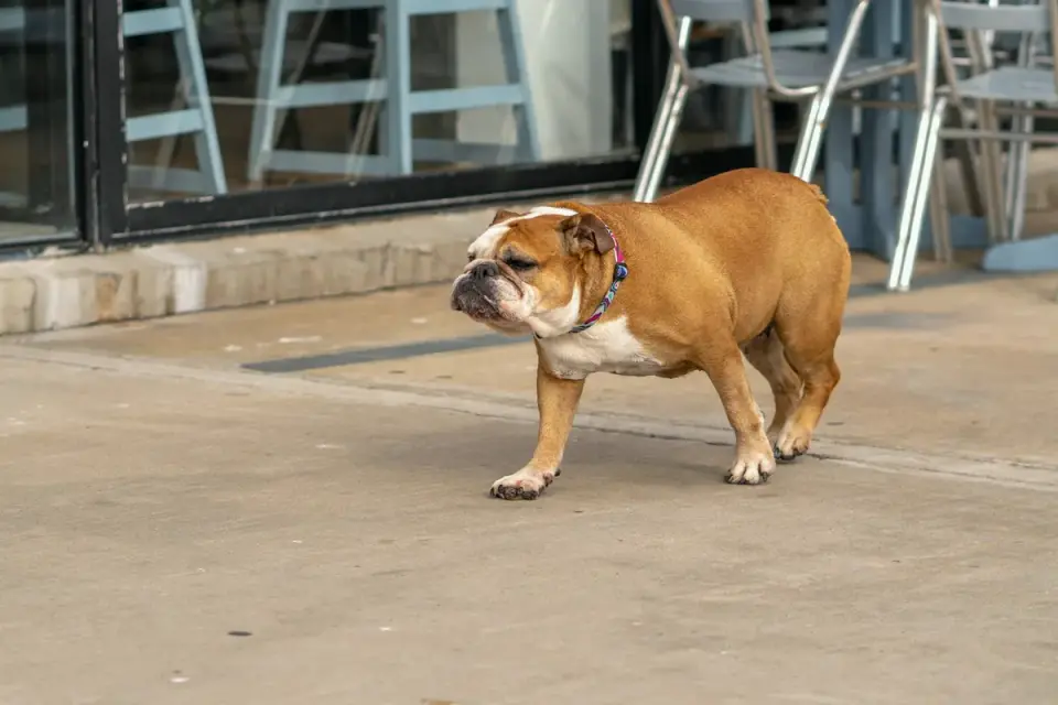 A dog owner bending down to pick up waste with a bag on a neighborhood sidewalk