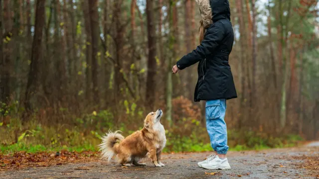 A dog owner using a dropper to add liquid supplement to a small dog's food bowl