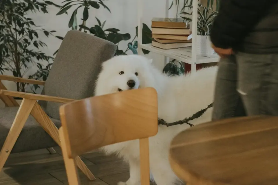 A dog pacing near a window in a living room