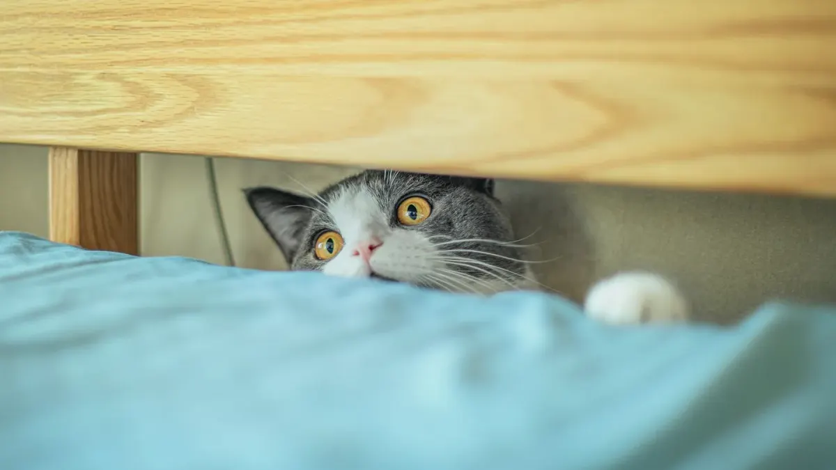 A dog pressed low against the floor near a couch during a storm
