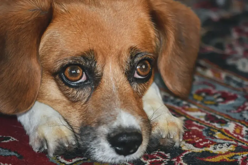 A dog resting calmly on a living room rug