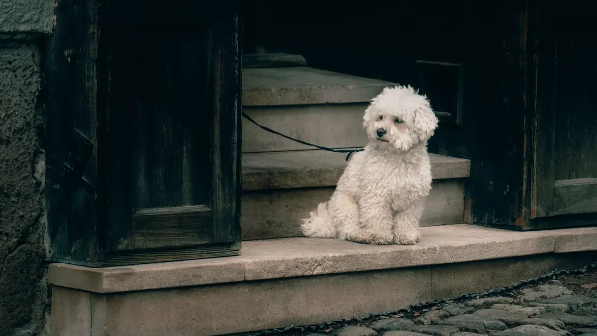 A dog standing near the front door beside a leash hanging on a hook