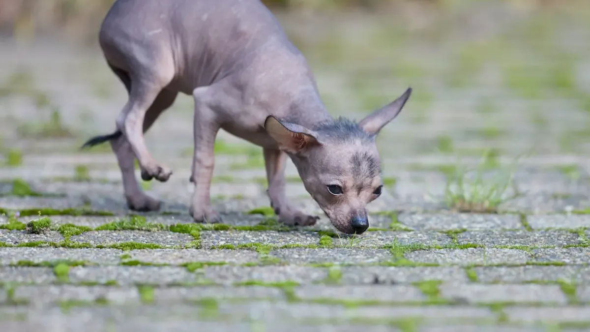 A dog standing over a full food bowl without eating, sniffing at the kibble