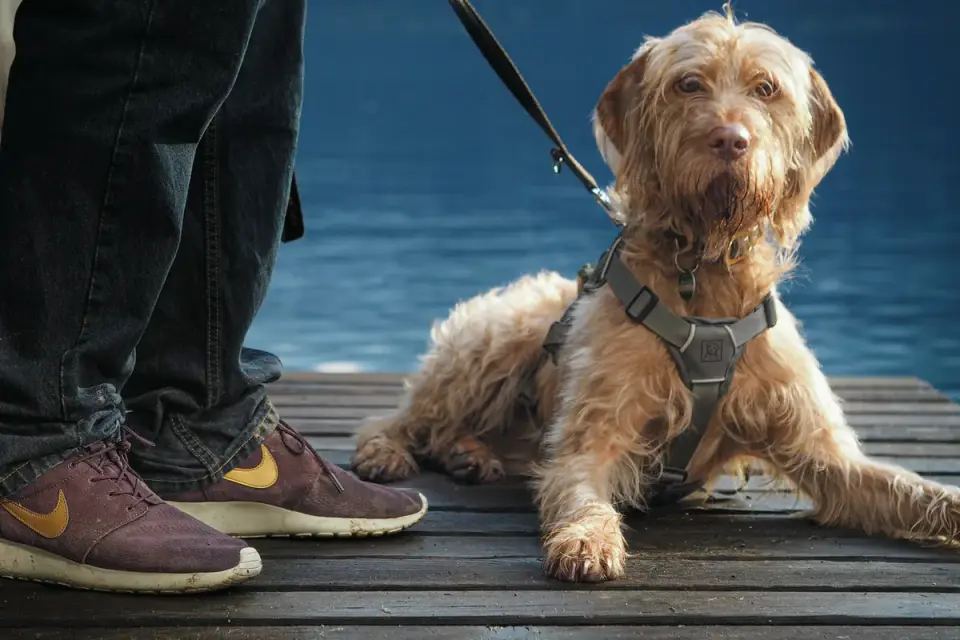 A dog watching its owner near the front door with shoes and keys