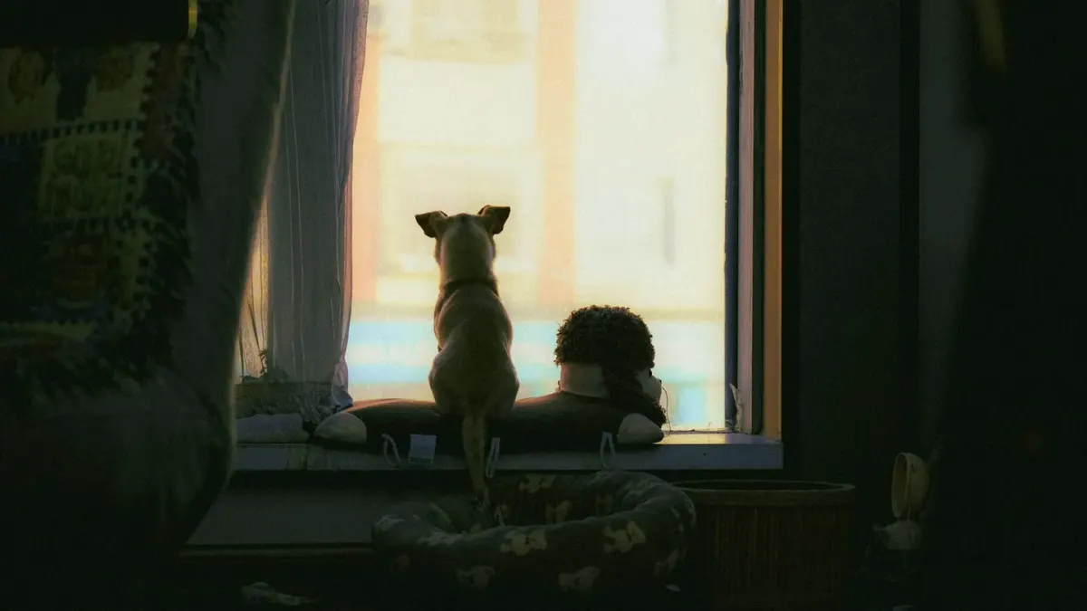 A dog wearing a compression wrap sits near a window during a storm