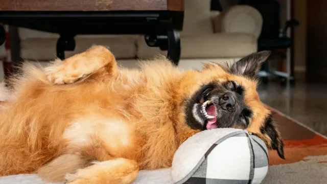 A gray-muzzled senior dog lying on an orthopedic bed in a living room