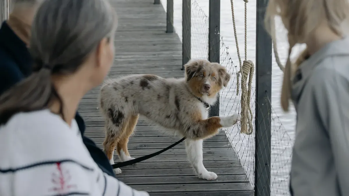 A gray-muzzled senior dog stretching on a porch before a morning walk