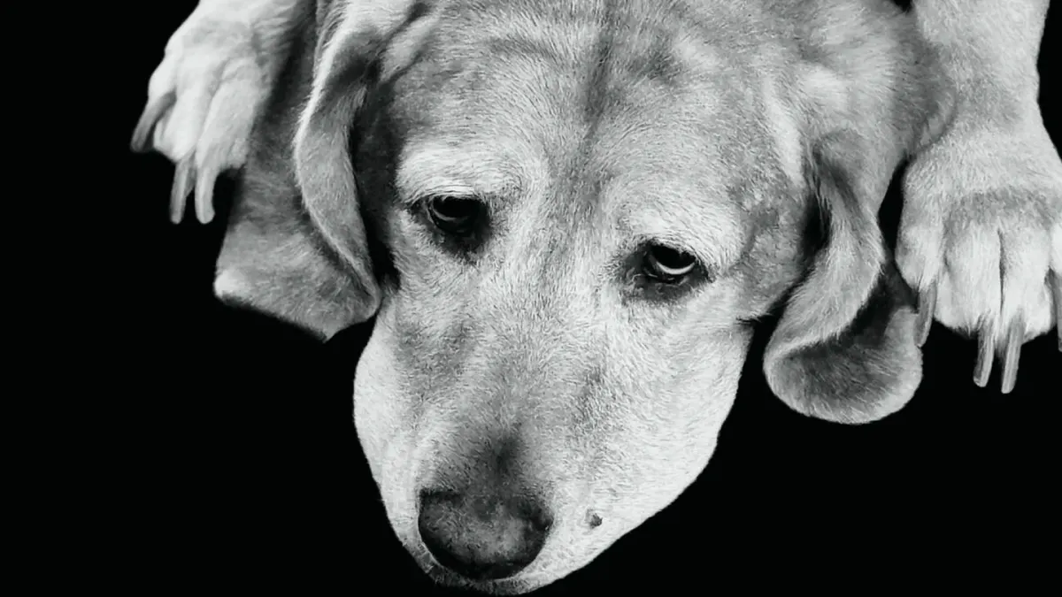 A gray-muzzled senior golden retriever lying on a dog bed near a sunlit window