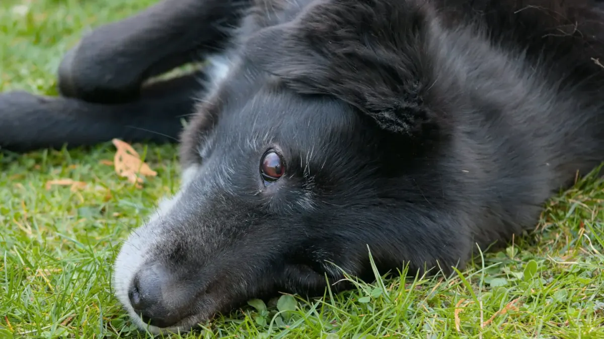 A nervous-looking Border Collie lying low on a kitchen floor near its owner