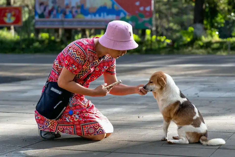A pet owner adding a liquid supplement onto a dog&#x27;s food bowl
