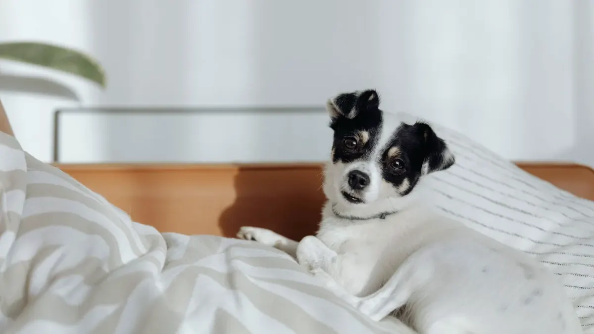 A senior dog pushing itself up slowly from a dog bed