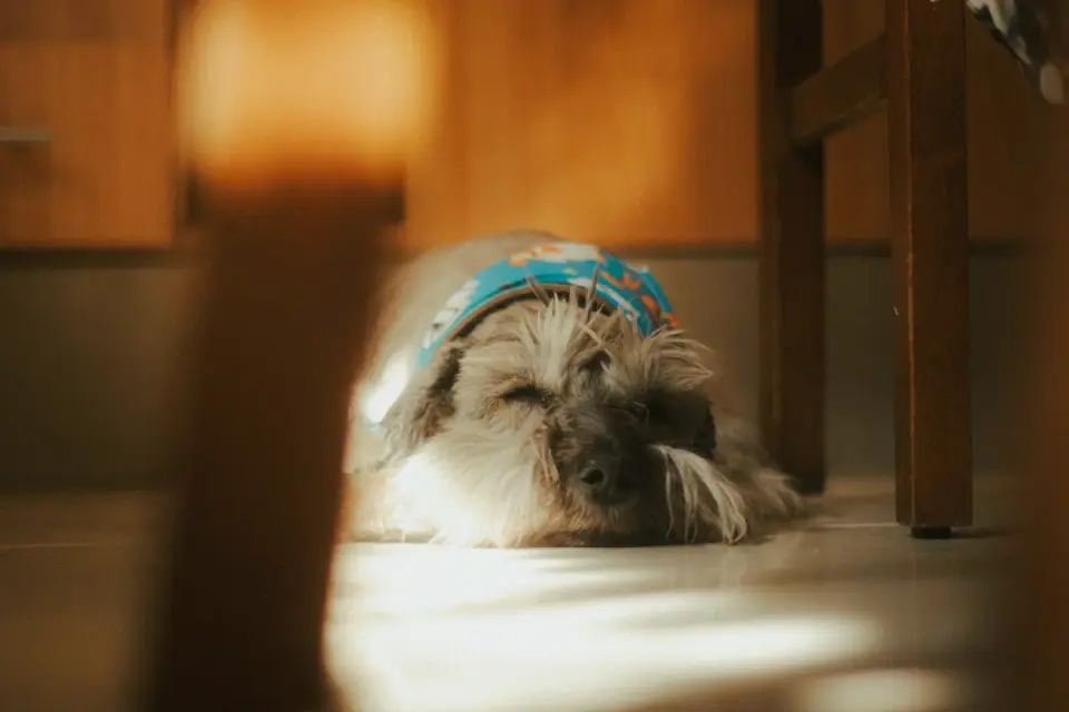 A senior dog resting on a kitchen floor beside a supplement bottle