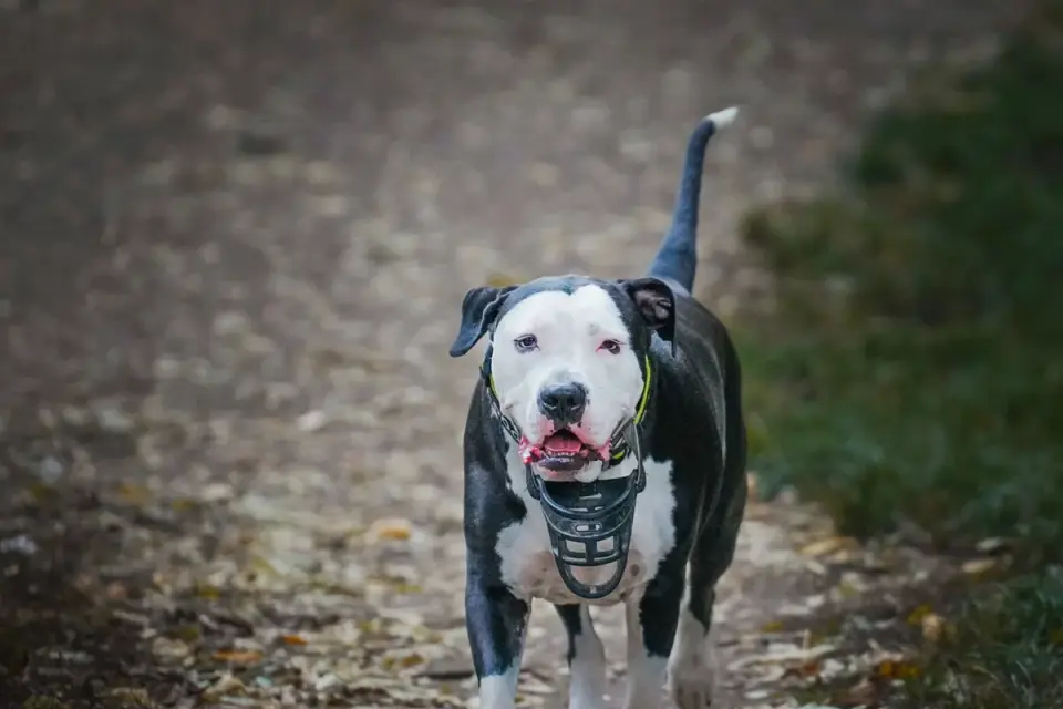 A senior dog walks steadily along a wooded trail