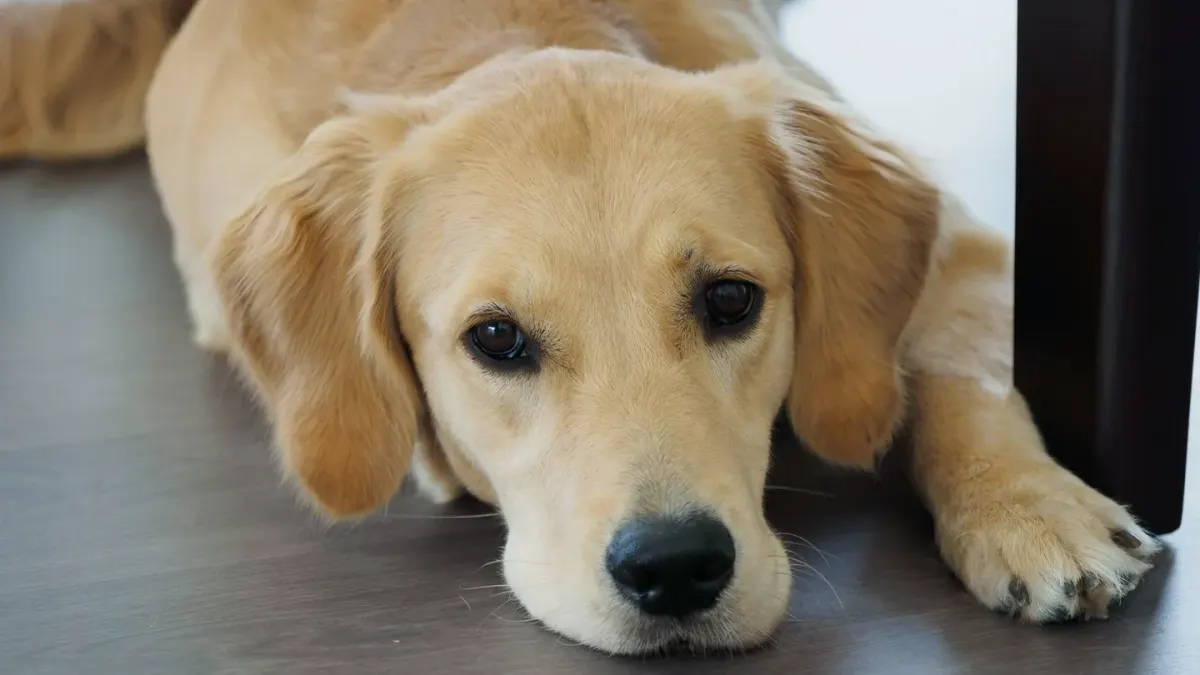 A senior golden retriever pushing up off a dog bed, weight shifted onto the front legs