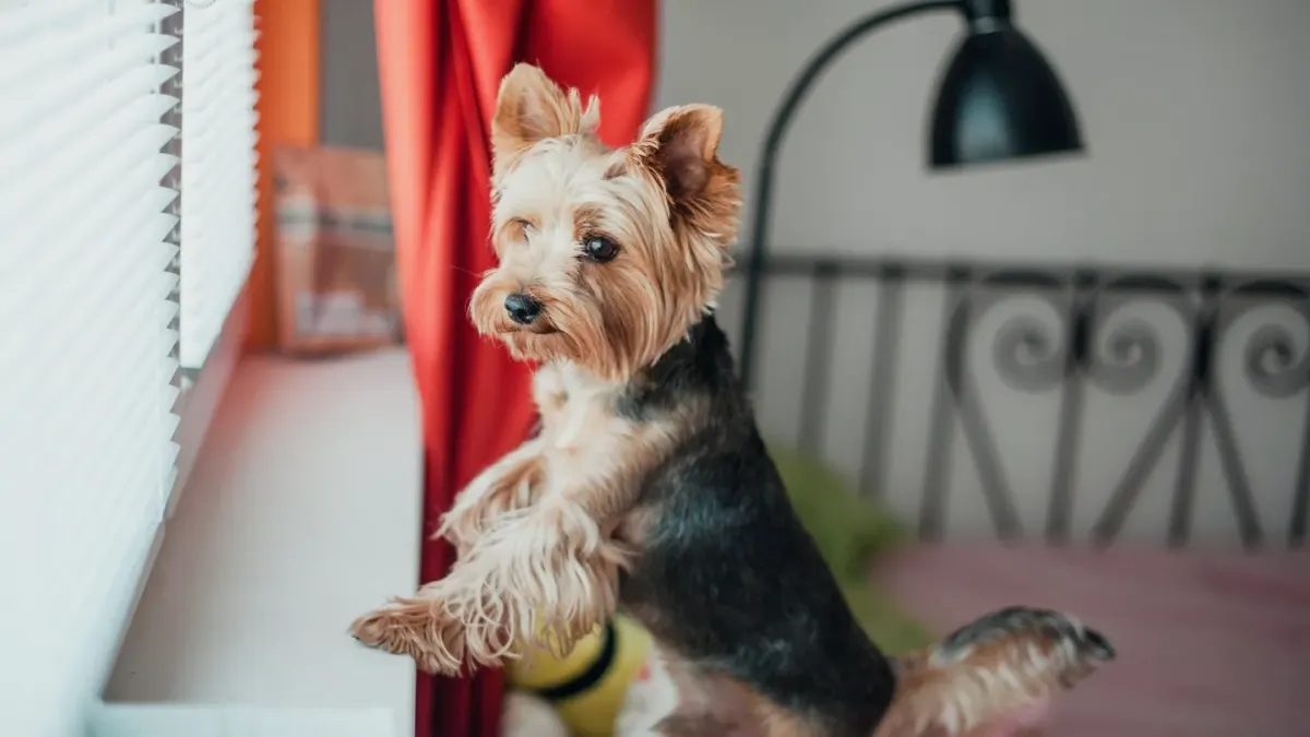 A small dog lying awake and alert on a bed at nighttime