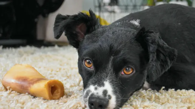 A small dog lying on a rug calmly chewing a soft treat