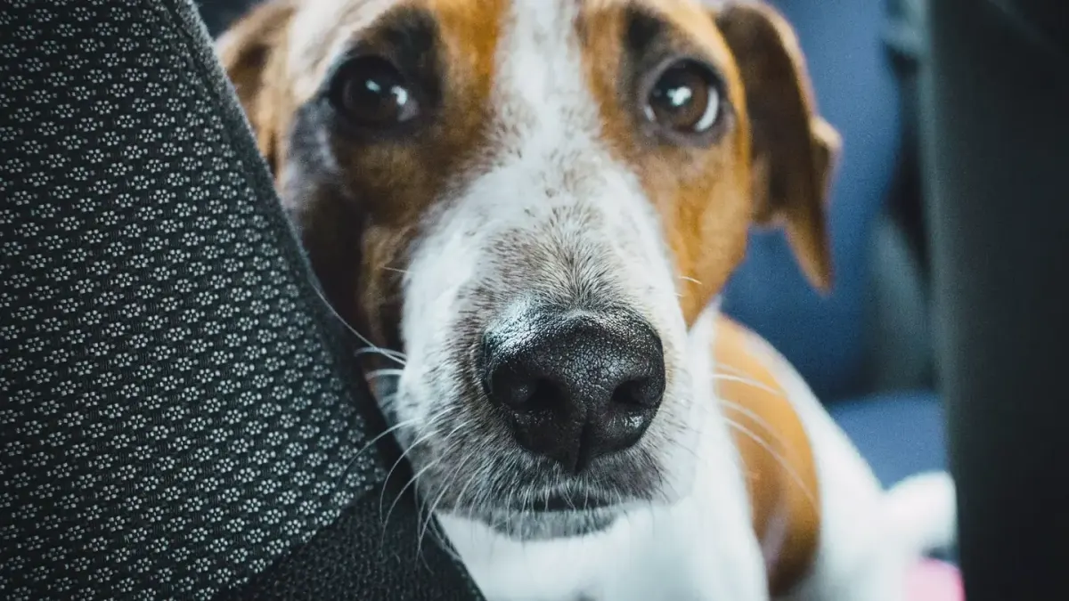 A small dog sitting upright and alert in the back seat of a moving car