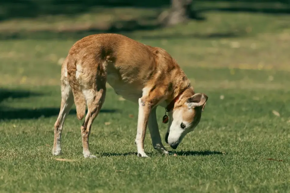 A veterinarian gently palpating a senior dog&#x27;s hind leg during an exam