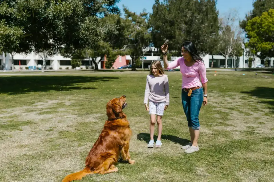 A veterinarian handing a calming supplement chew to a golden retriever