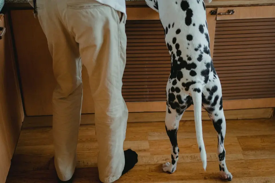 A veterinarian palpating a dog's hind legs during an orthopedic exam