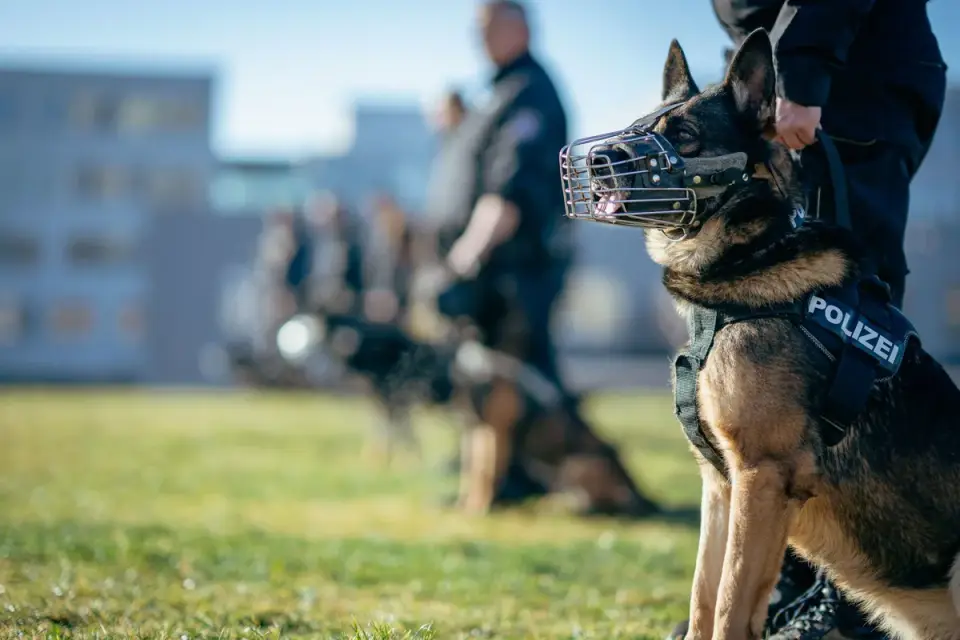 A working dog eating from a bowl outdoors after a training session