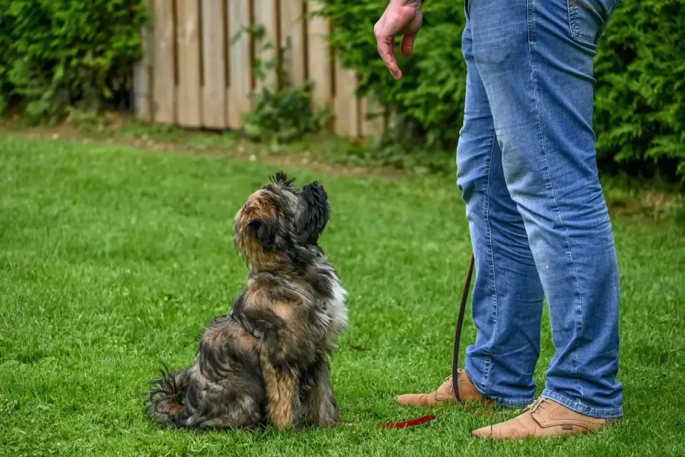 An older dog owner offering a soft chew supplement to their small dog
