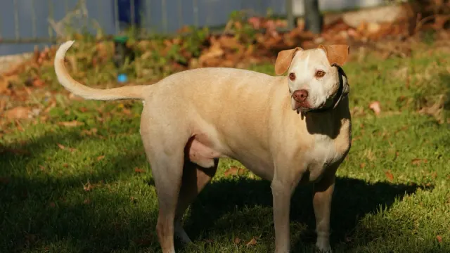 An older dog standing unsteadily on its hind legs in a backyard