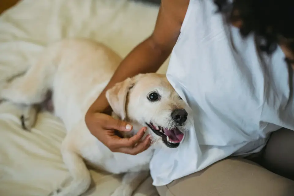 An owner giving a senior dog a supplement by hand in a home kitchen