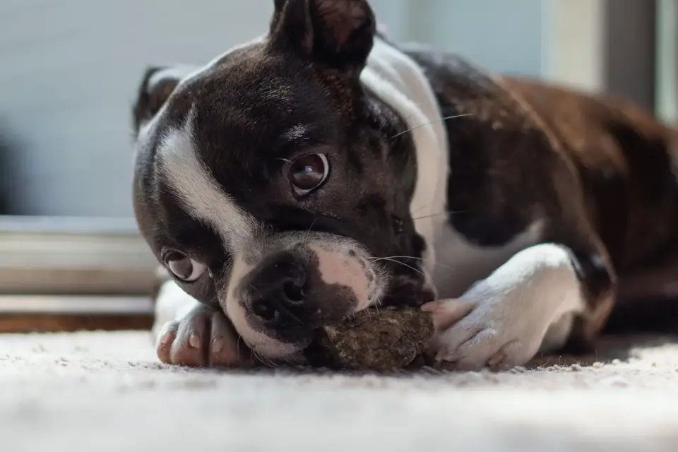 An owner handing a chewable supplement to a dog on the living room floor