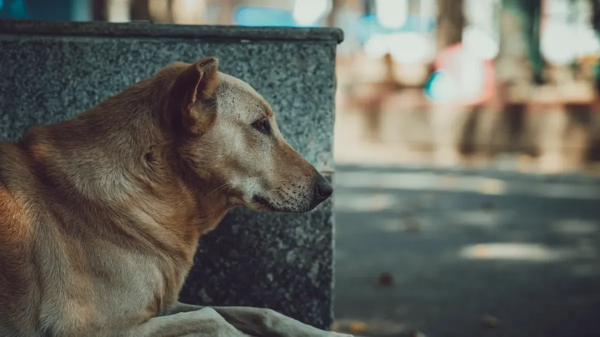 Calm dog resting at home