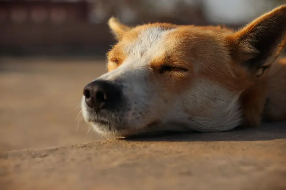 Calm dog resting at home