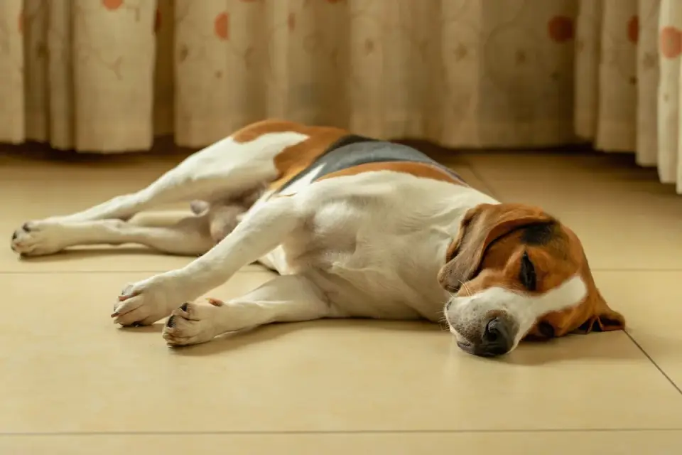 Calm dog resting at home