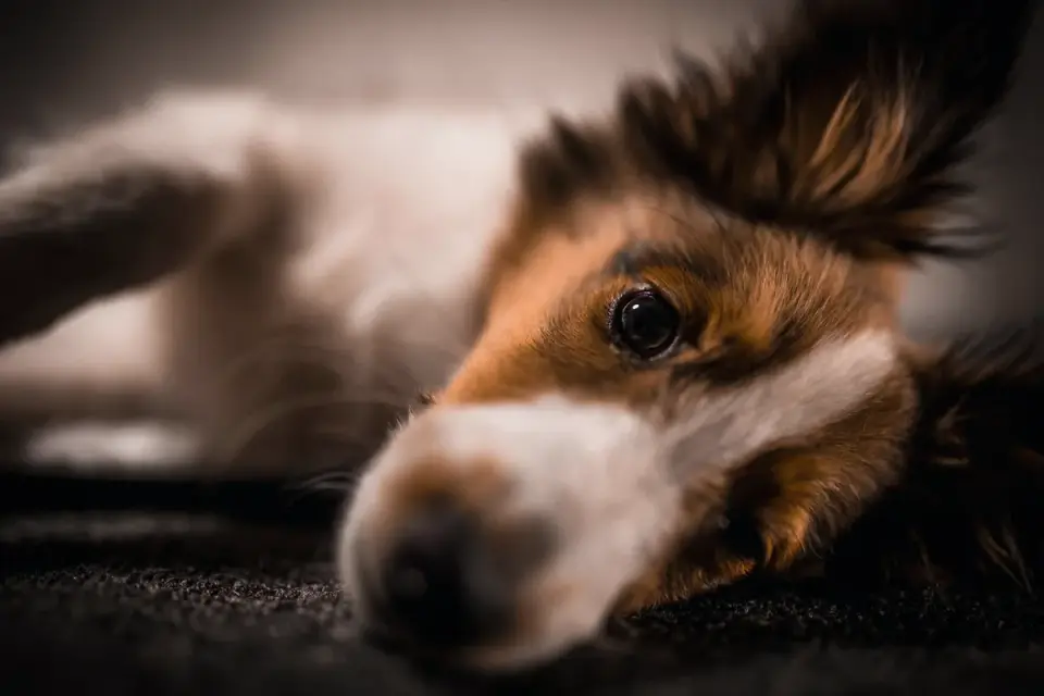 Calm dog resting at home