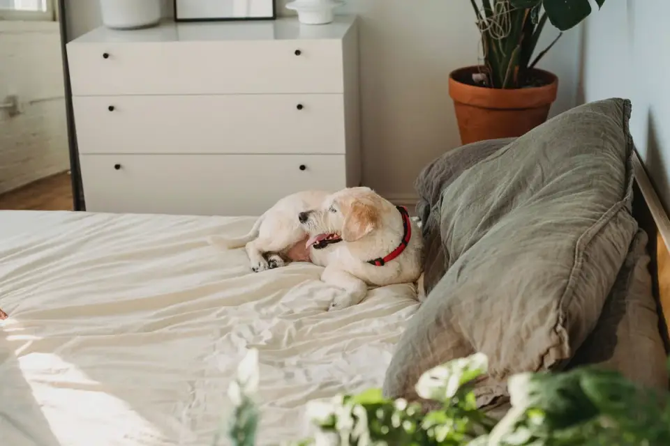 Calm dog resting home