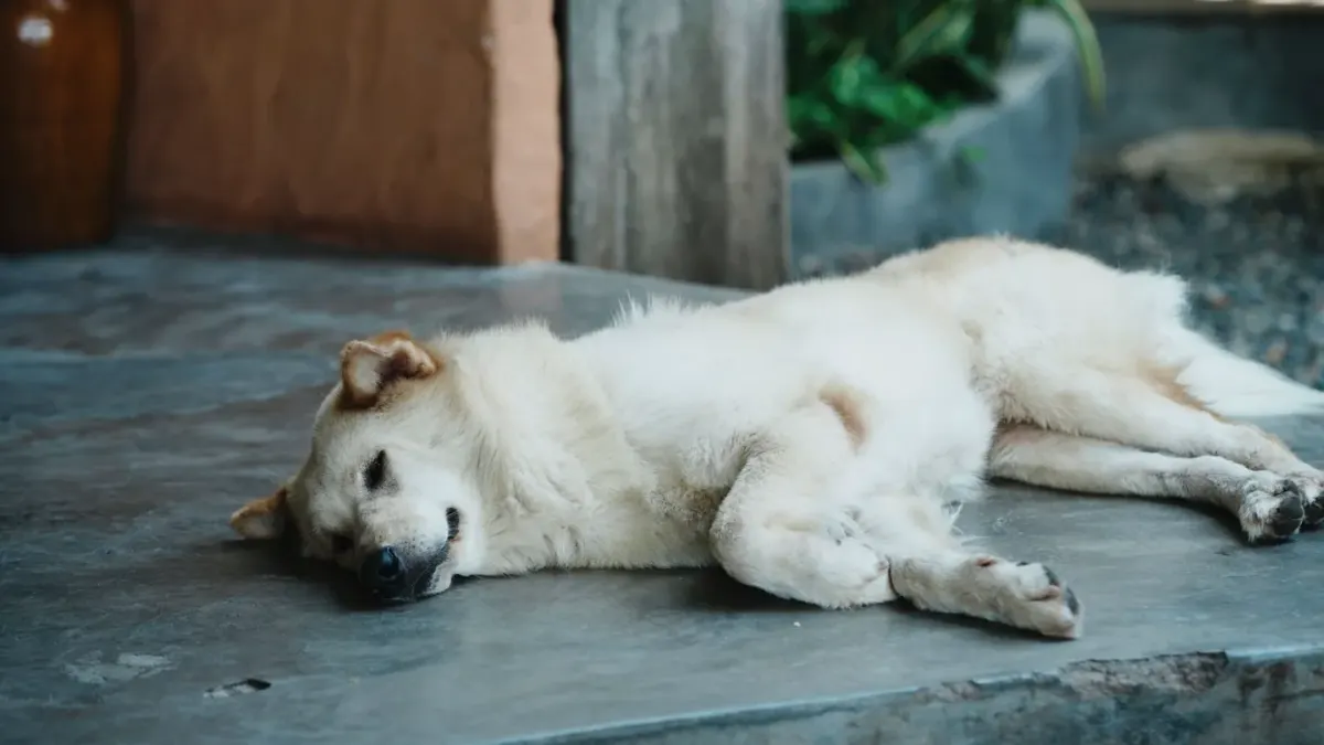 Calm dog resting home