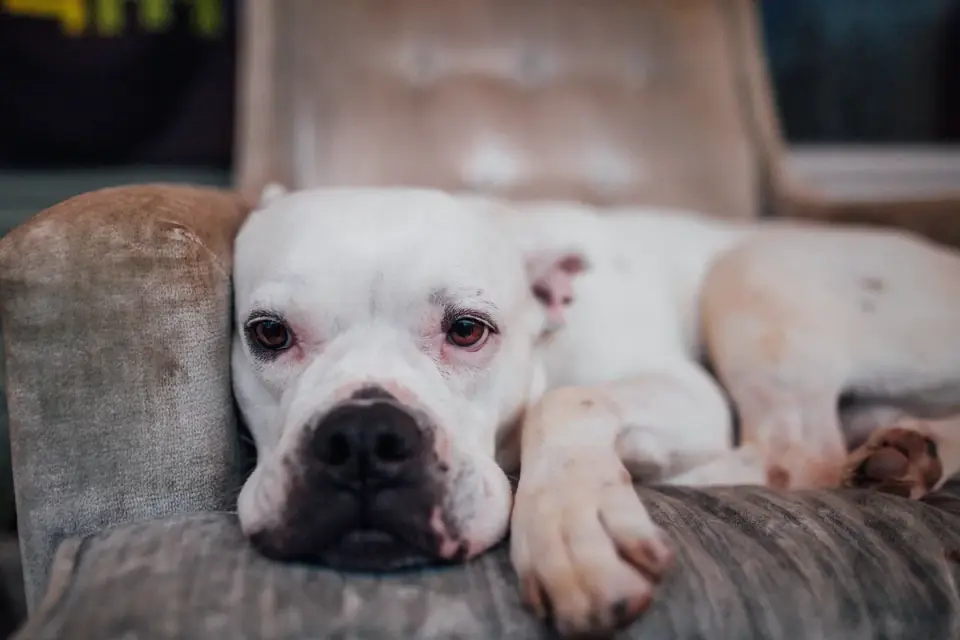 Calm dog resting home