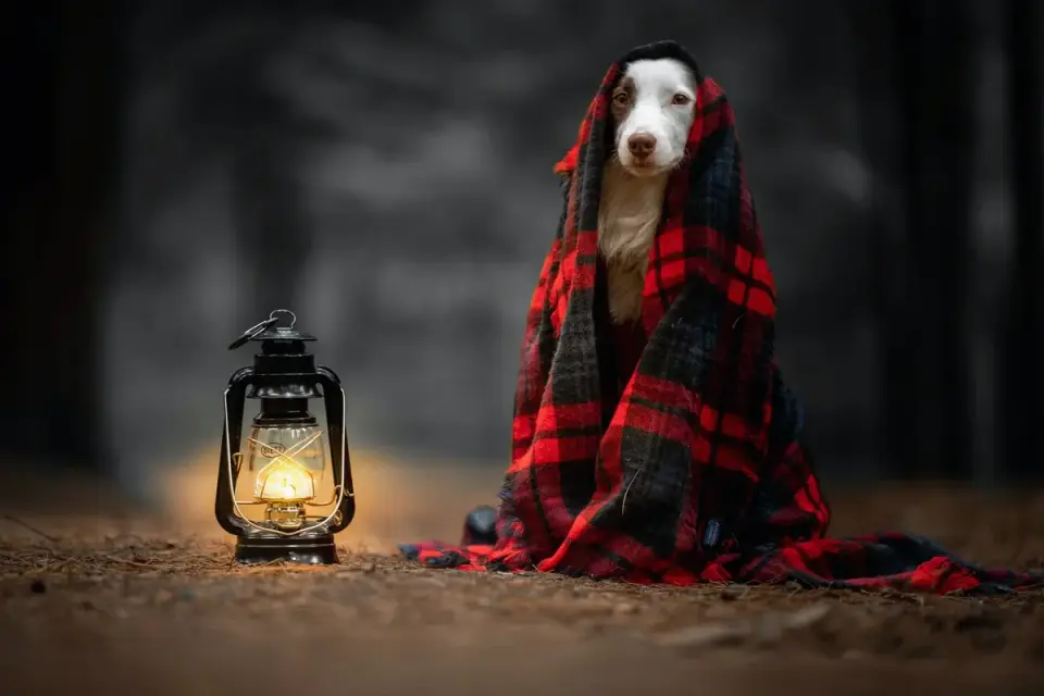 Dog curled on a blanket