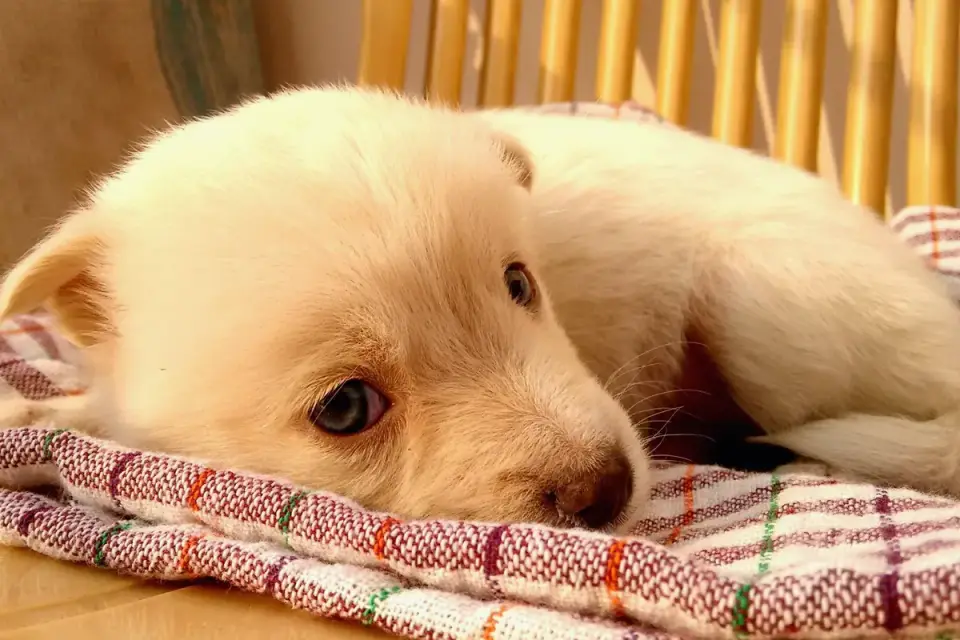 Dog curled on a blanket