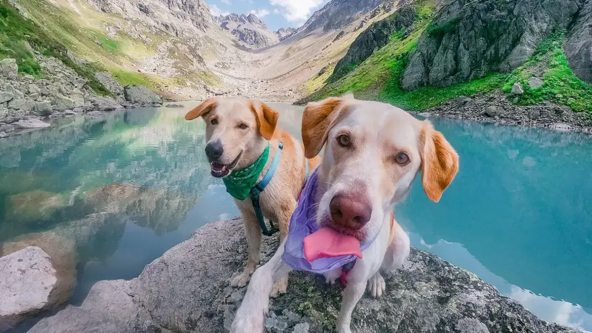 Dog drinking water