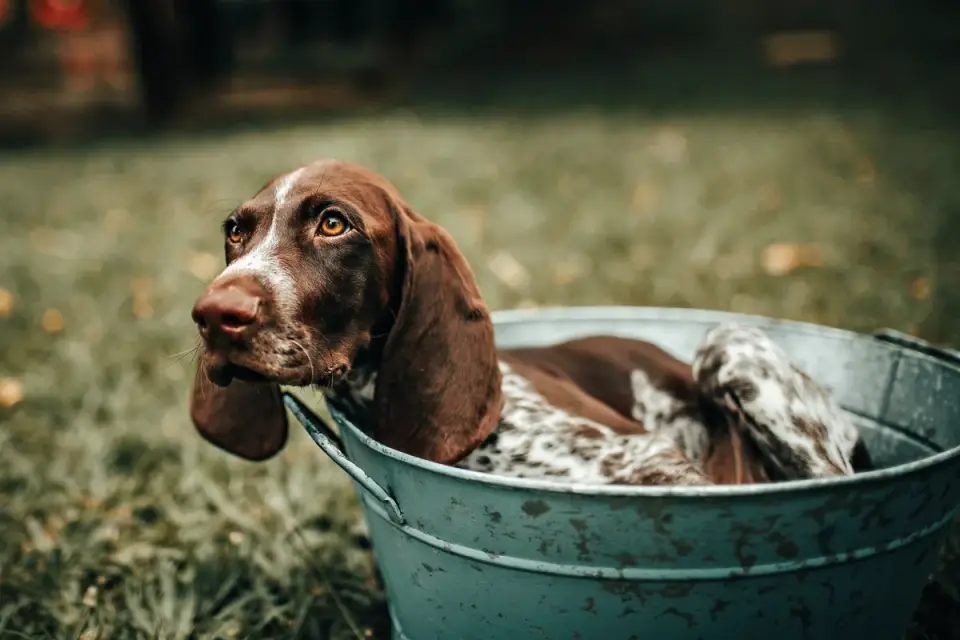 Dog drinking water