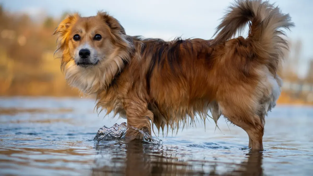 Dog drinking water
