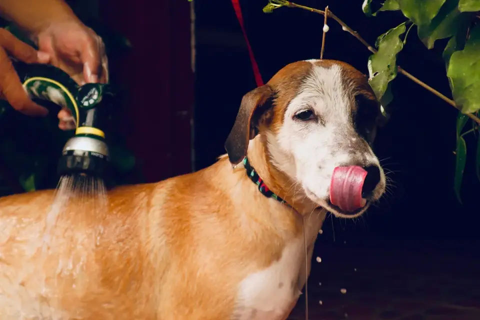 Dog drinking water
