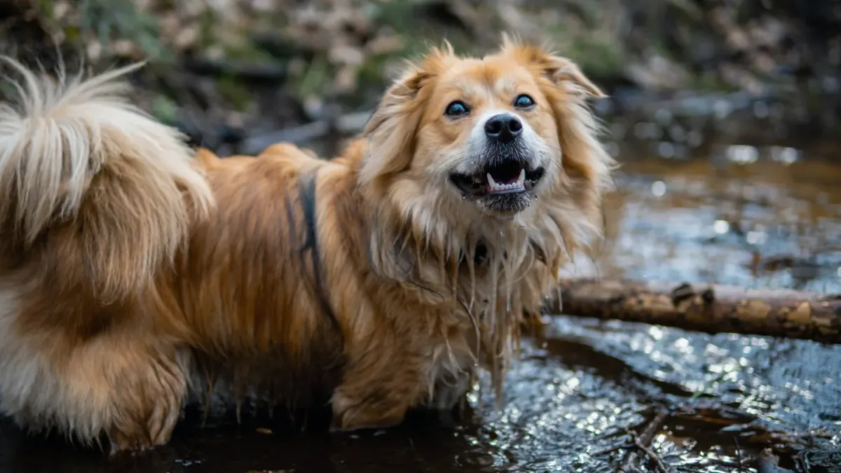 Dog drinking water