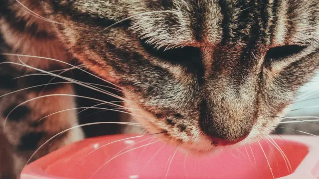 Dog eating from a bowl at home