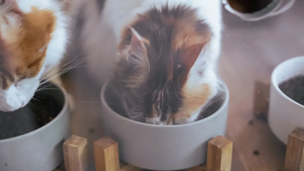 Dog eating from a bowl at home