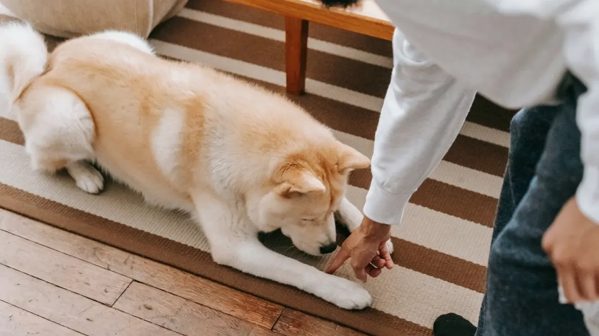 Dog eating from a bowl at home